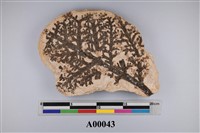 Brachyphyllum Collection Image, Figure 1, Total 4 Figures